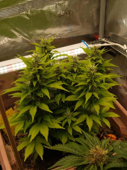 Apple Fritter Auto Winter Grow 2026. Week 7 - Tag 55