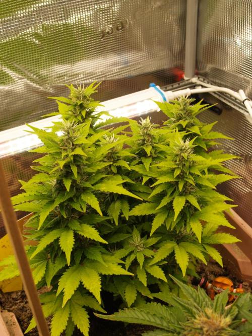 Apple Fritter Automatic. Week 7