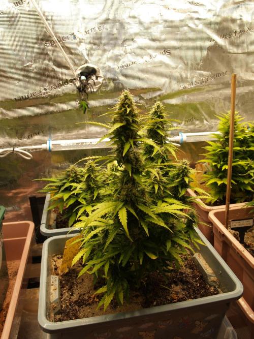 Eternity Cup 2026 Sticky Broccoli Auto. Week 8 - Tag 58 B1