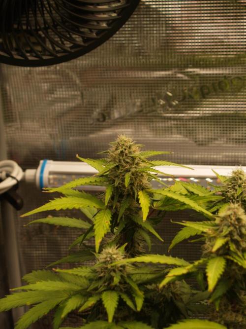 Eternity Cup 2026 Sticky Broccoli Auto. Week 8 - Tag 58 B2