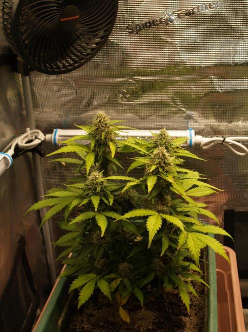 Eternity Cup 2026 Sticky Broccoli Auto. Week 8 - Tag 58 B2