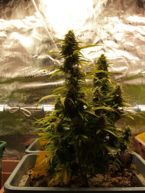 Eternity Cup 2026 Sticky Broccoli Auto. Week 8 - Tag 61 B1