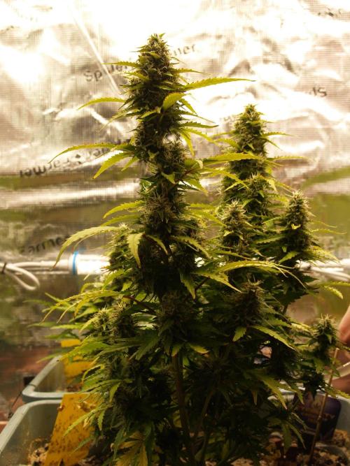 Eternity Cup 2026 Sticky Broccoli Auto. Week 8 - Tag 61 B1