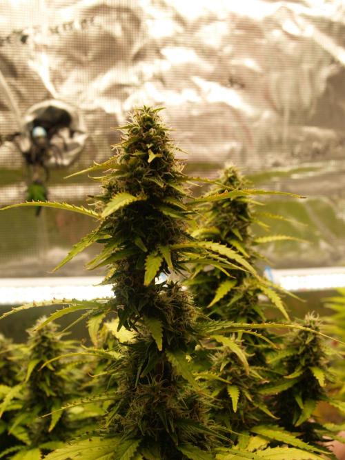 Eternity Cup 2026 Sticky Broccoli Auto. Week 8 - Tag 61 B1