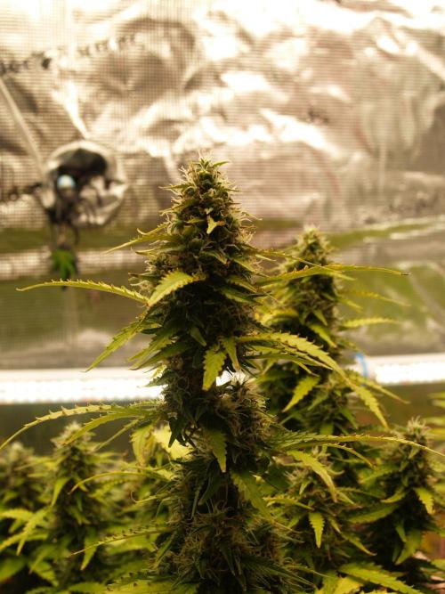 Eternity Cup 2026 Sticky Broccoli Auto. Week 8 - Tag 61 B1
