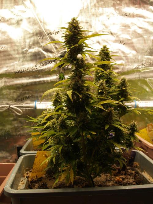 Eternity Cup 2026 Sticky Broccoli Auto. Week 8 - Tag 61 B1