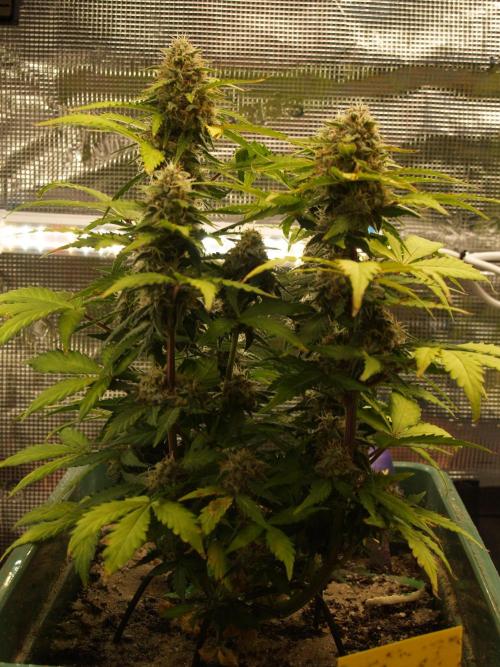 Eternity Cup 2026 Sticky Broccoli Auto. Week 8 - Tag 61 B2