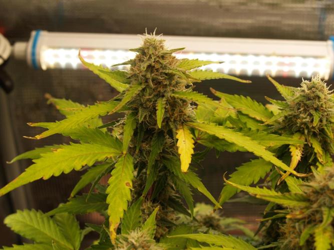 Eternity Cup 2026 Sticky Broccoli Auto. Week 8 - Tag 61 B2