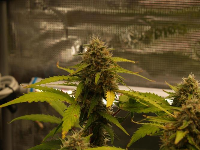Eternity Cup 2026 Sticky Broccoli Auto. Week 8 - Tag 61 B2