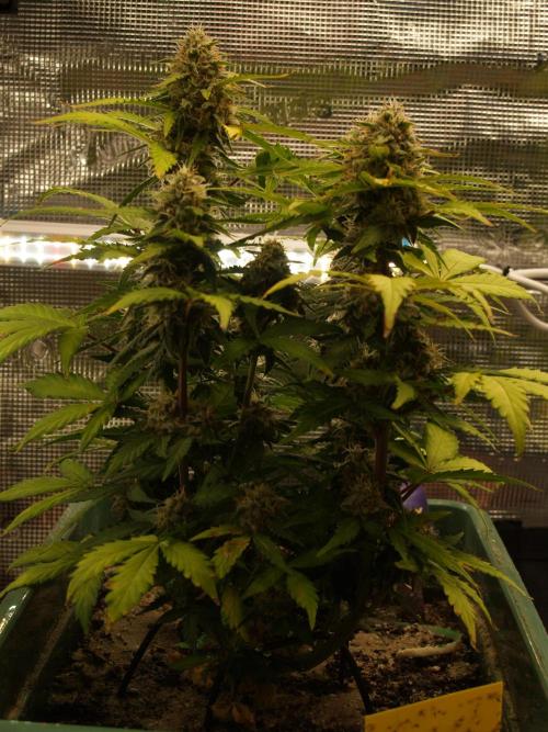 Eternity Cup 2026 Sticky Broccoli Auto. Week 8 - Tag 61 B2