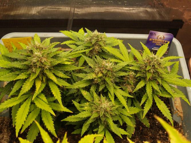 Eternity Cup 2026 Sticky Broccoli Auto. Week 8 - Tag 61 B3