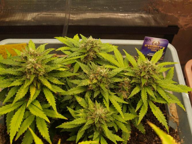 Eternity Cup 2026 Sticky Broccoli Auto. Week 8 - Tag 61 B3
