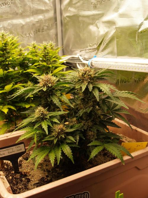 Strawberry Cola Auto Winter Grow 2026. Week 8 - Tag 58