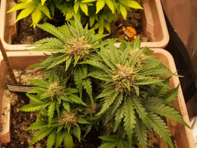 Strawberry Cola Auto Winter Grow 2026. Week 8 - Tag 58