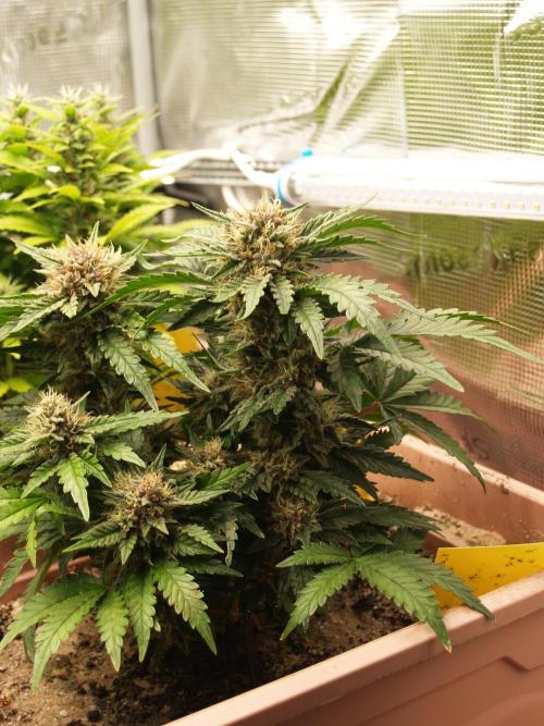 Strawberry Cola Auto Winter Grow 2026. Week 8 - Tag 58