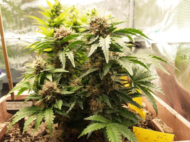 Strawberry Cola Auto Winter Grow 2026. Week 8 - Tag 61