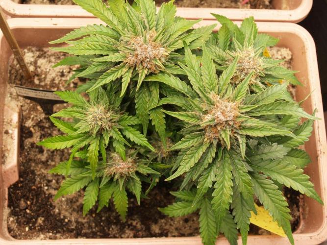 Strawberry Cola Auto Winter Grow 2026. Week 8 - Tag 61