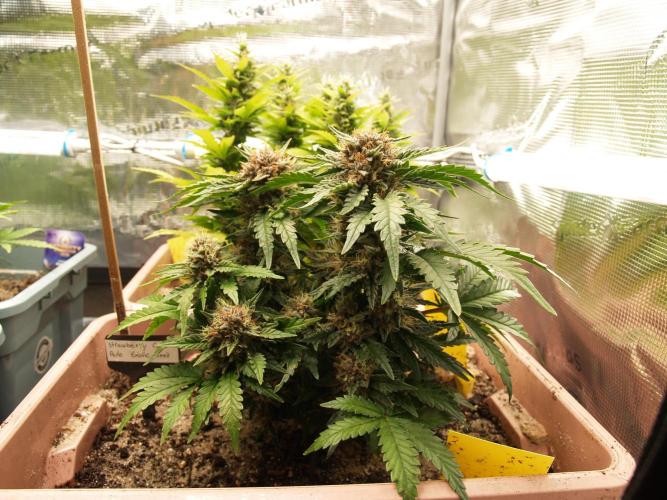 Strawberry Cola Auto Winter Grow 2026. Week 8 - Tag 61