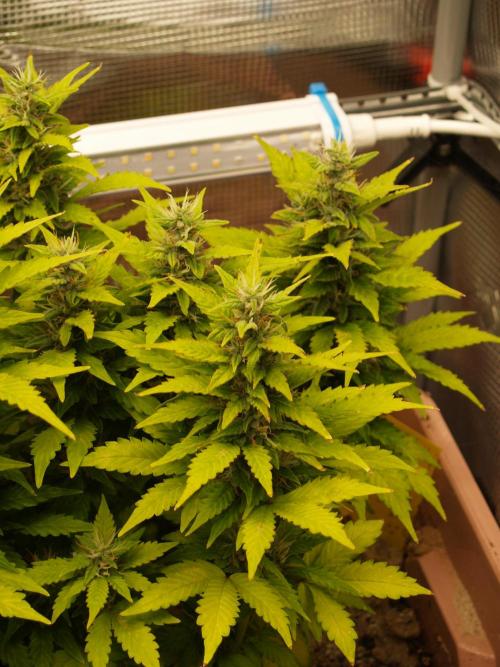 Apple Fritter Auto Winter Grow 2026. Week 8 - Tag 58