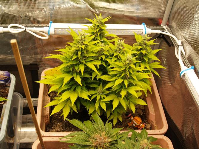Apple Fritter Auto Winter Grow 2026. Week 8 - Tag 58