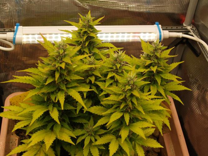 Apple Fritter Auto Winter Grow 2026. Week 8 - Tag 61