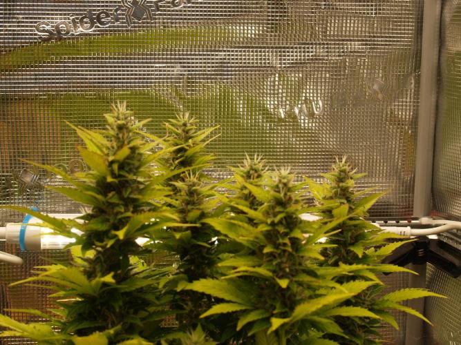 Apple Fritter Automatic. Week 8