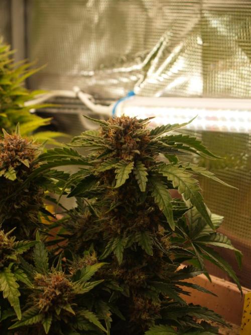 Strawberry Cola Auto Winter Grow 2026. Week 9 - Tag 64