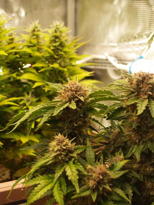 Strawberry Cola Auto Winter Grow 2026. Week 9 - Tag 64