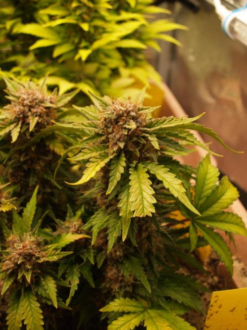 Strawberry Cola Auto Winter Grow 2026. Week 9 - Tag 67