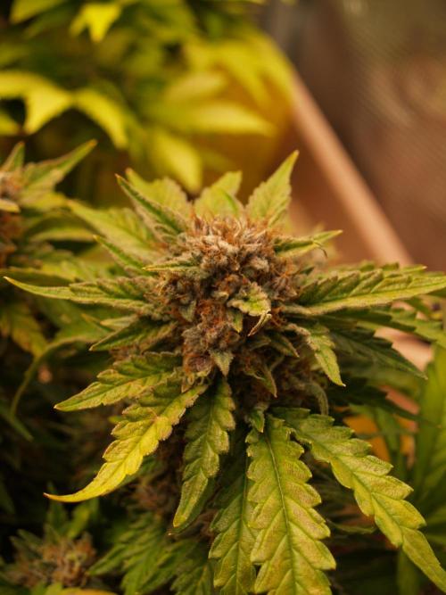 Strawberry Cola Auto Winter Grow 2026. Week 9 - Tag 67