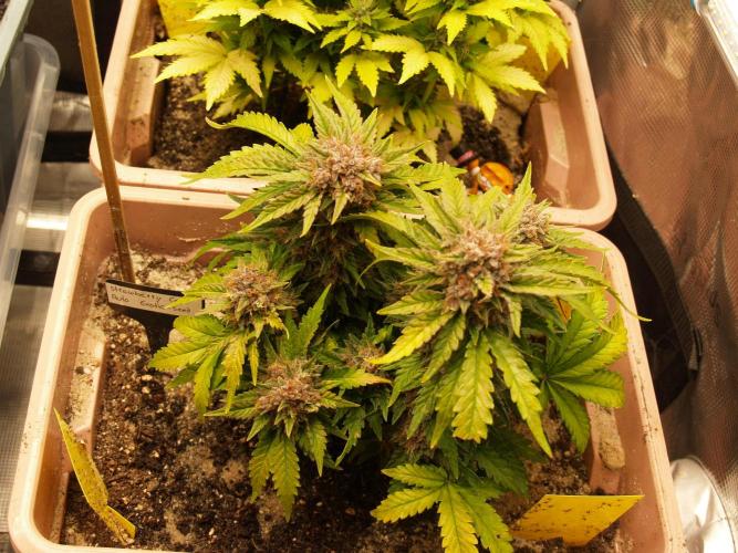 Strawberry Cola Auto Winter Grow 2026. Week 9 - Tag 67