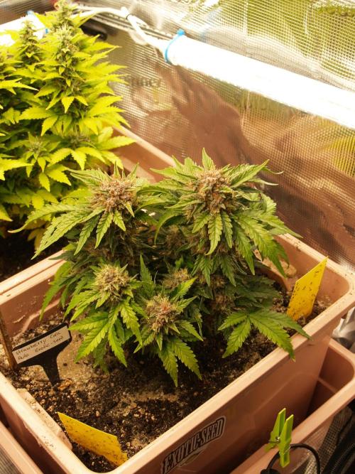 Strawberry Cola Auto. Week 10