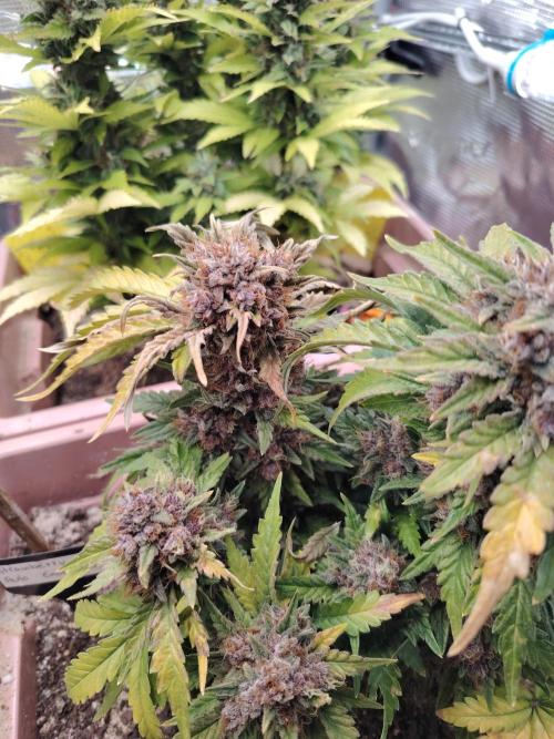 Strawberry Cola Auto Winter Grow 2026. Week 10