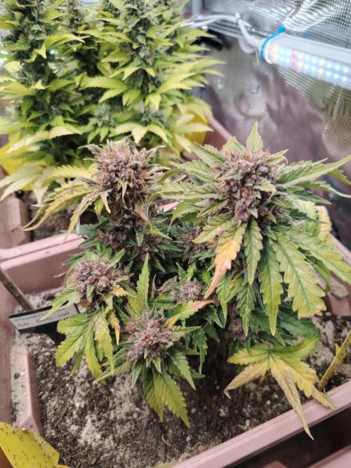 Strawberry Cola Auto Winter Grow 2026. Week 10