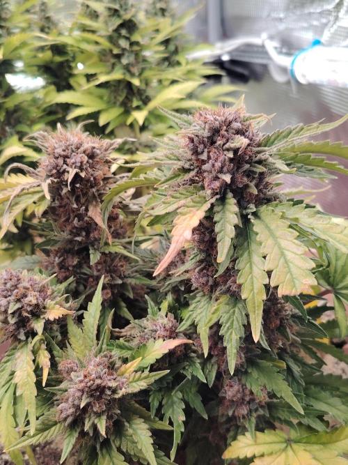 Strawberry Cola Auto Winter Grow 2026. Week 10