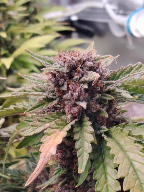 Strawberry Cola Auto Winter Grow 2026. Week 10