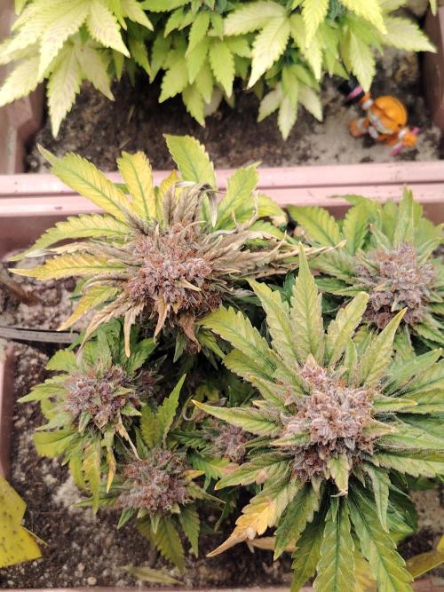Strawberry Cola Auto Winter Grow 2026. Week 10
