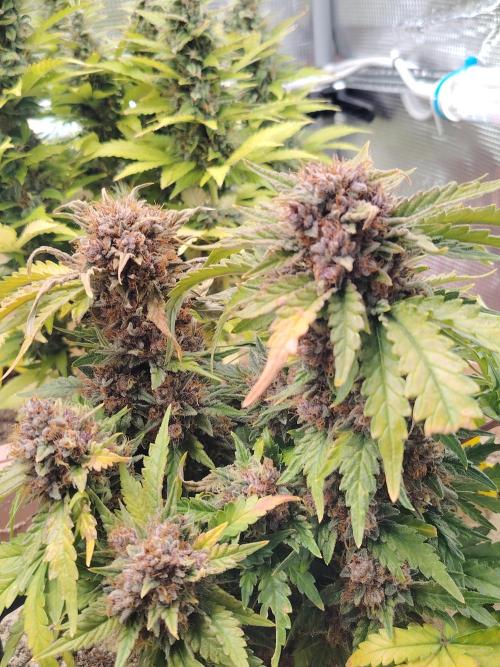 Strawberry Cola Auto Winter Grow 2026. Week 10