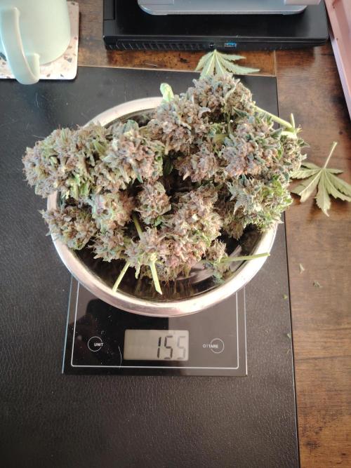 Strawberry Cola Auto Winter Grow 2026. Week 10