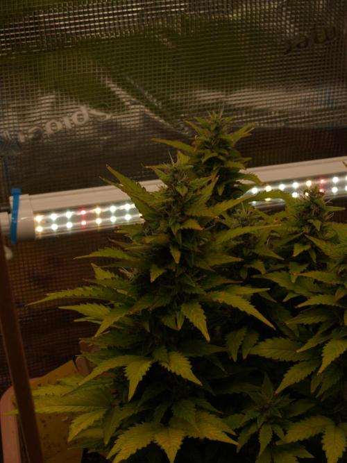Apple Fritter Auto Winter Grow 2026. Week 9 - Tag 64