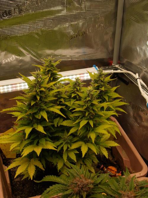 Apple Fritter Auto Winter Grow 2026. Week 9 - Tag 64