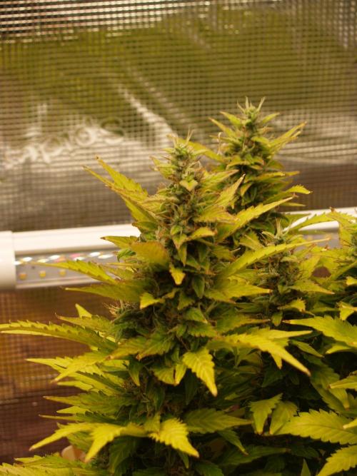 Apple Fritter Auto Winter Grow 2026. Week 9 - Tag 67