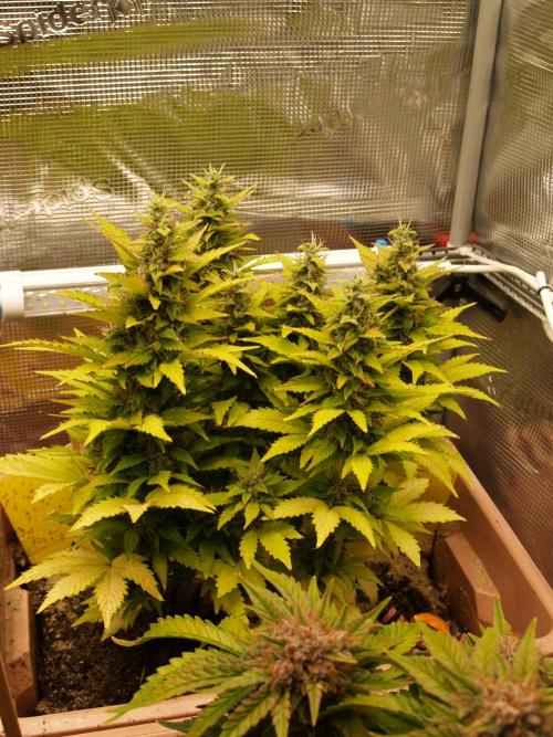 Apple Fritter Automatic. Week 9