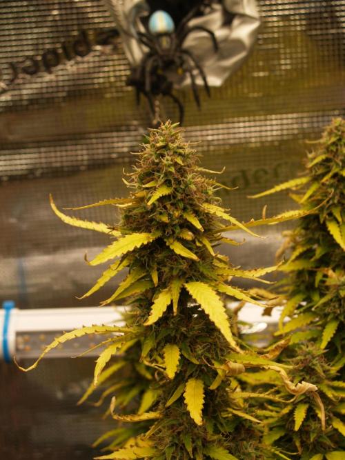 Apple Fritter Auto Winter Grow 2026. Week 9 - Tag 70