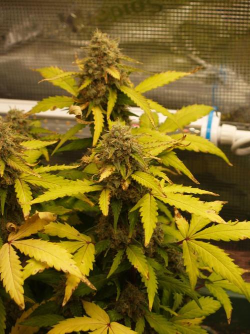 Apple Fritter Auto Winter Grow 2026. Week 9 - Tag 70
