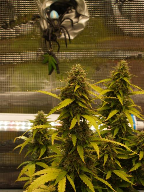 Eternity Cup 2026 Sticky Broccoli Auto. Week 9 - Tag 64 B1