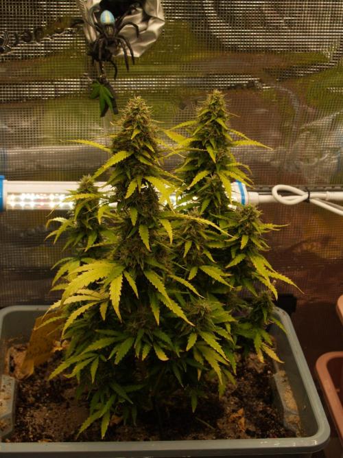 Eternity Cup 2026 Sticky Broccoli Auto. Week 9 - Tag 64 B1