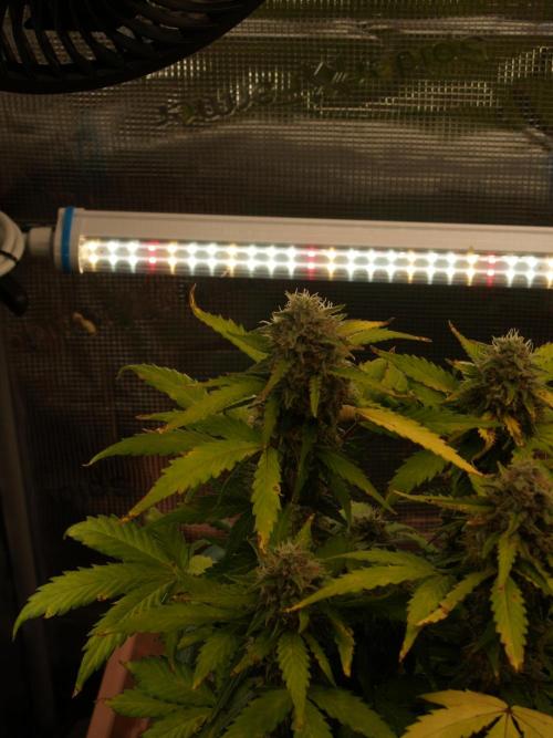 Eternity Cup 2026 Sticky Broccoli Auto. Week 9 - Tag 64 B2