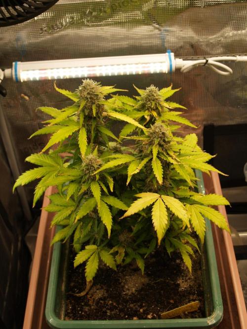 Eternity Cup 2026 Sticky Broccoli Auto. Week 9 - Tag 64 B2