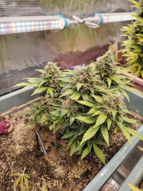 Eternity Cup 2026 Sticky Broccoli Auto. Week 9 - Tag 64 B3